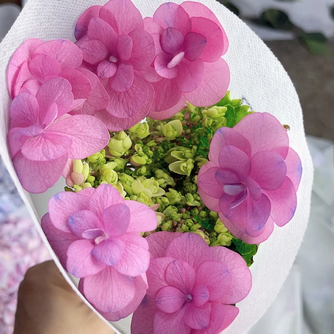 完全开放稀有绣球花157