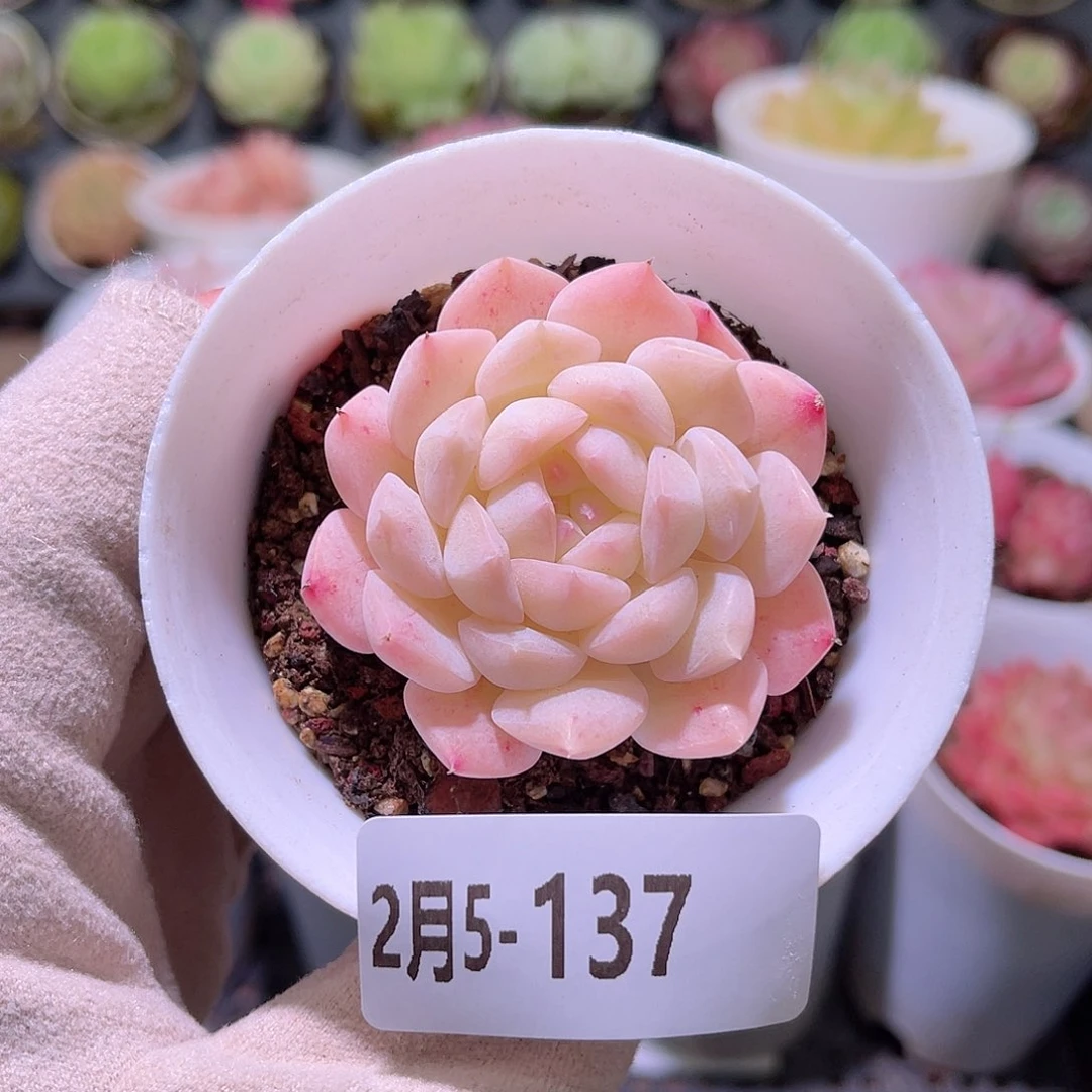 花利美5-137白桃汽水