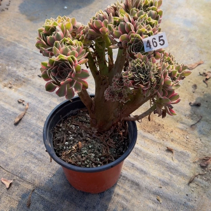 韩***子0000000465女巫缀