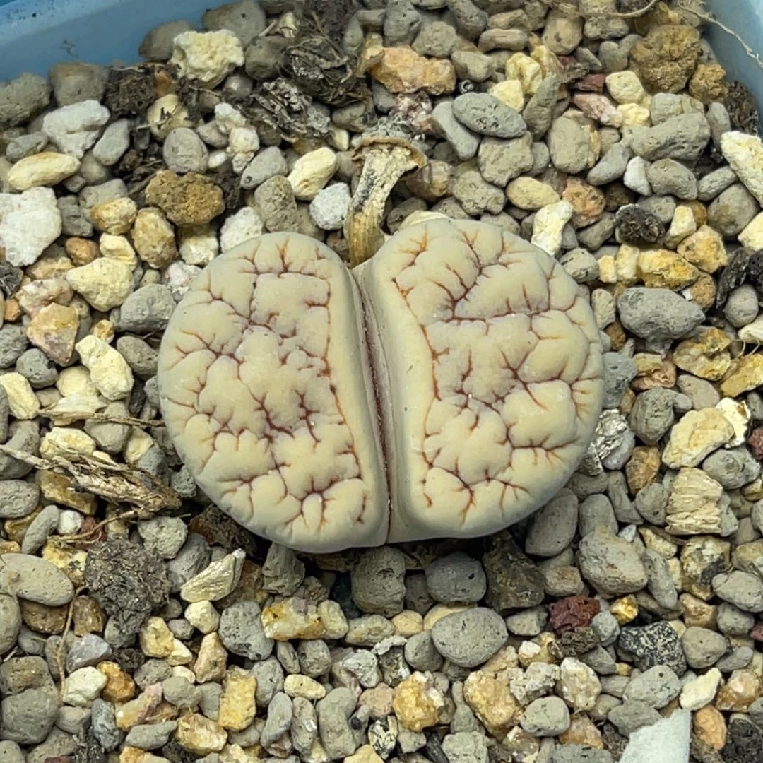 0967睫毛脑纹189一颗