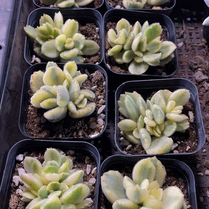 白熊3.8带盆土发货