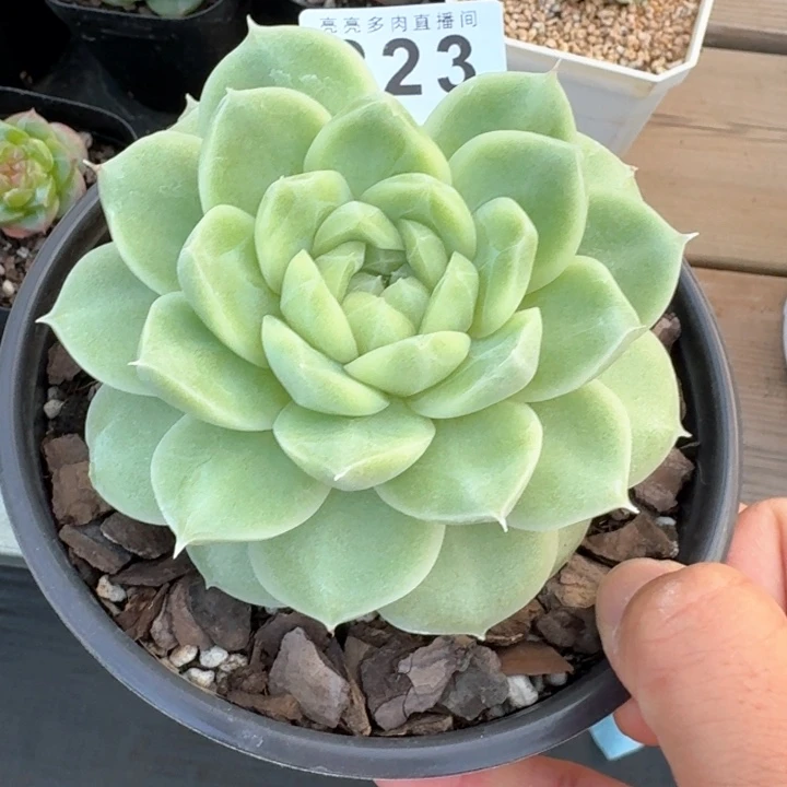 阳***6梨花白            多肉植物