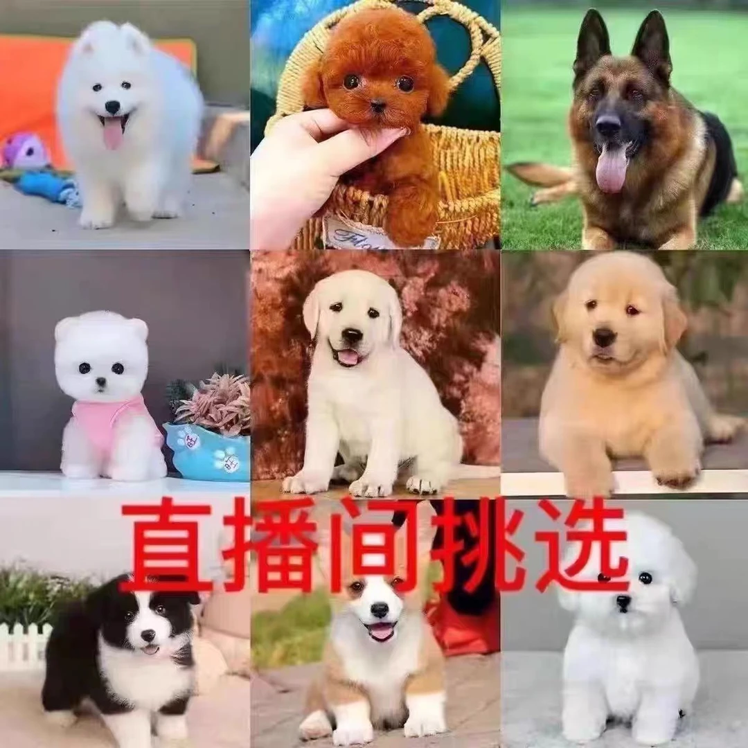 宠物狗狗活体直播专用链接