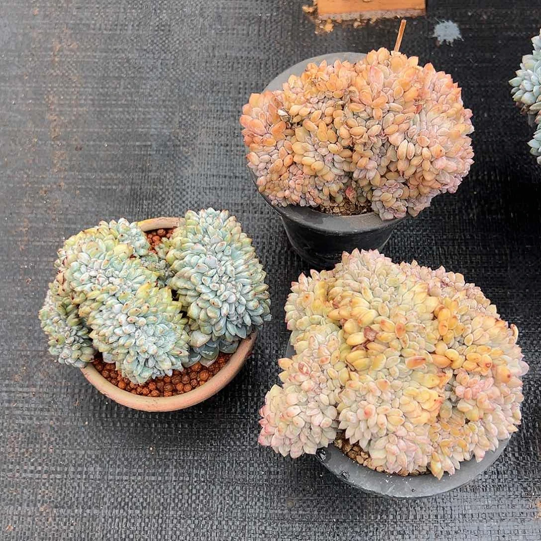 528-19精控星影缀化三颗