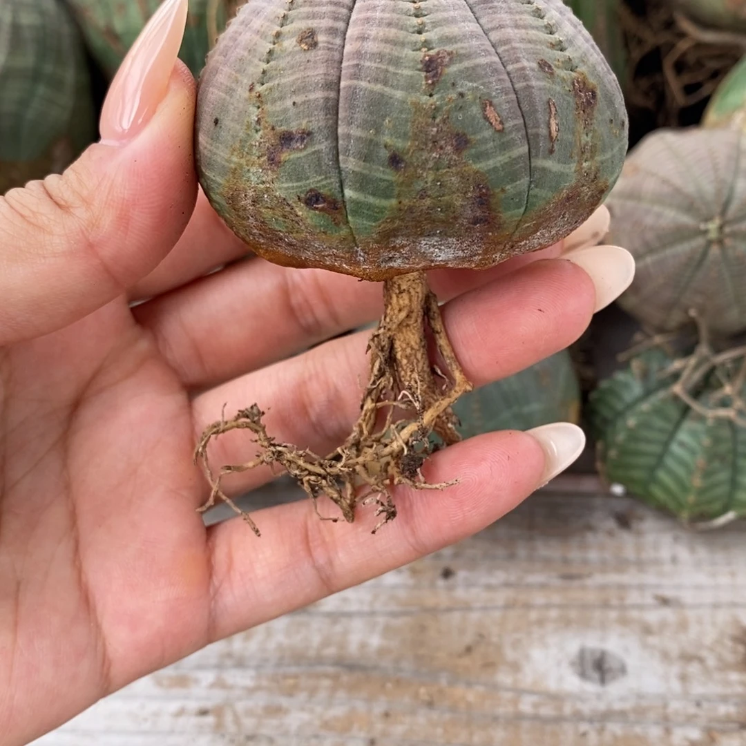 19欧系实生布纹球一物一拍