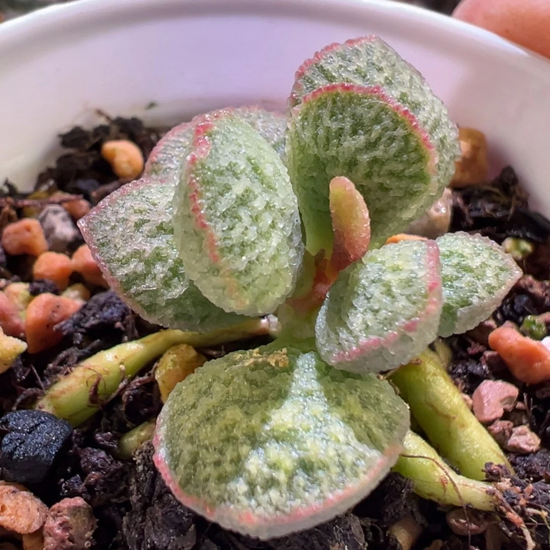 蜘蛛网纹新品多肉植物水泡