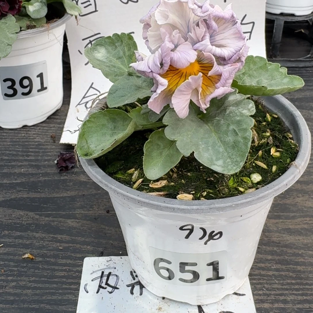 全部花朵651号礼服