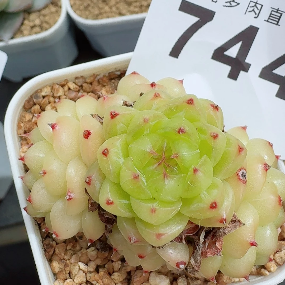 熊猫            精美多肉植物