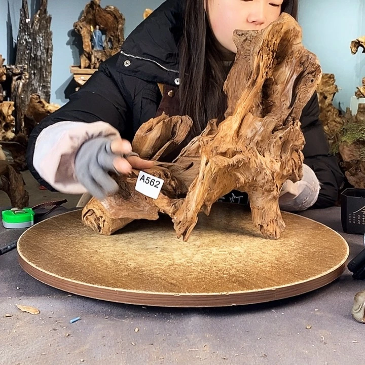 茶盏王**、562株木的随行的根艺