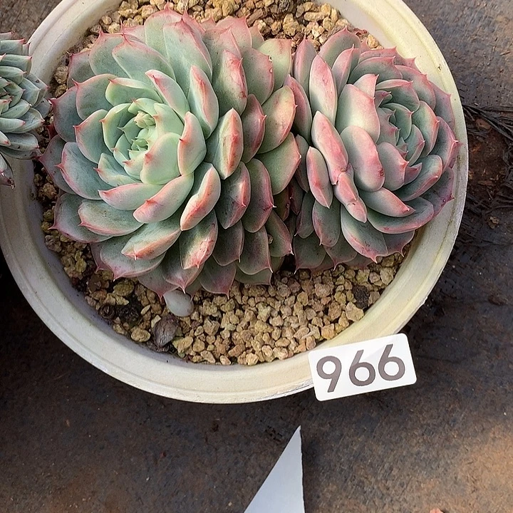 966 一物一拍多肉