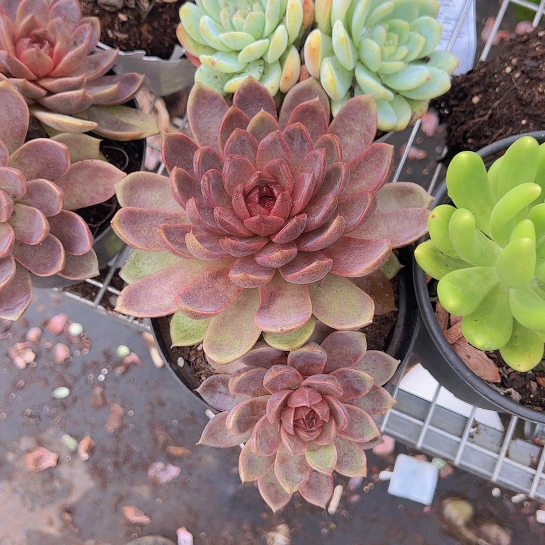 巧克力慕斯双头起发大盆