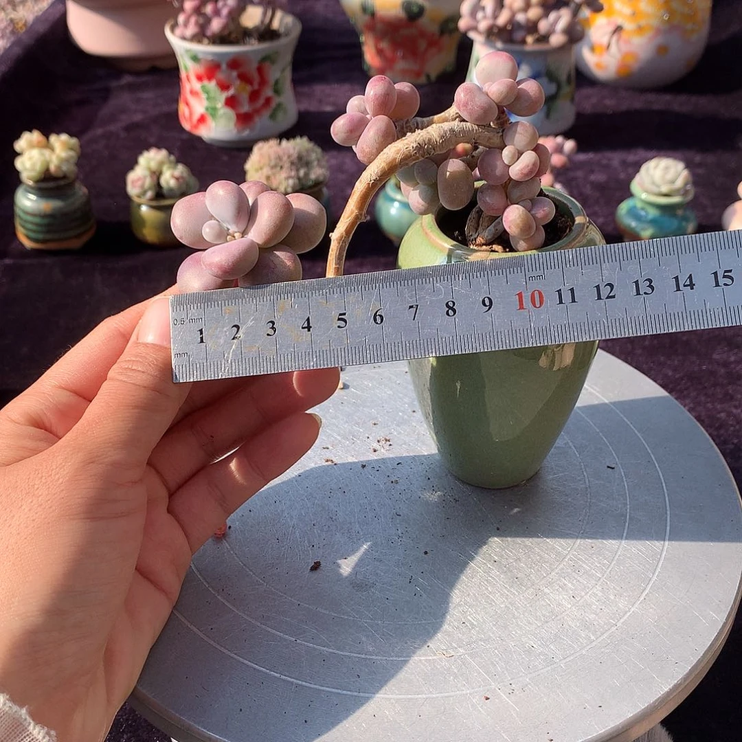 15号带盆偏远地区不包邮的