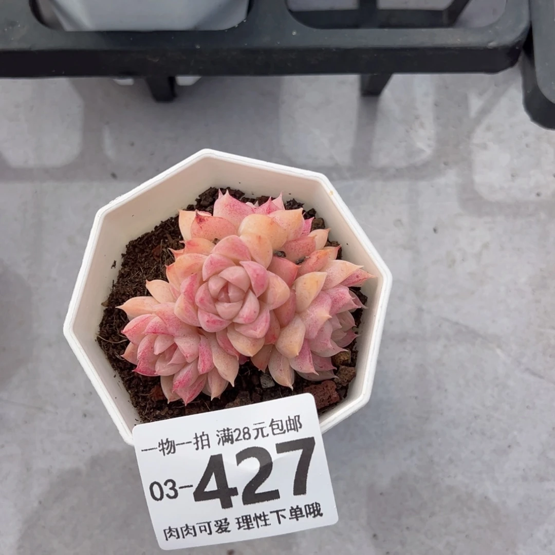 桃薰女王多肉多肉