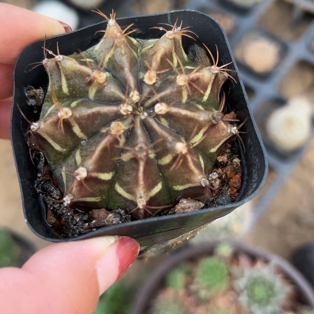 多肉植物多肉植物