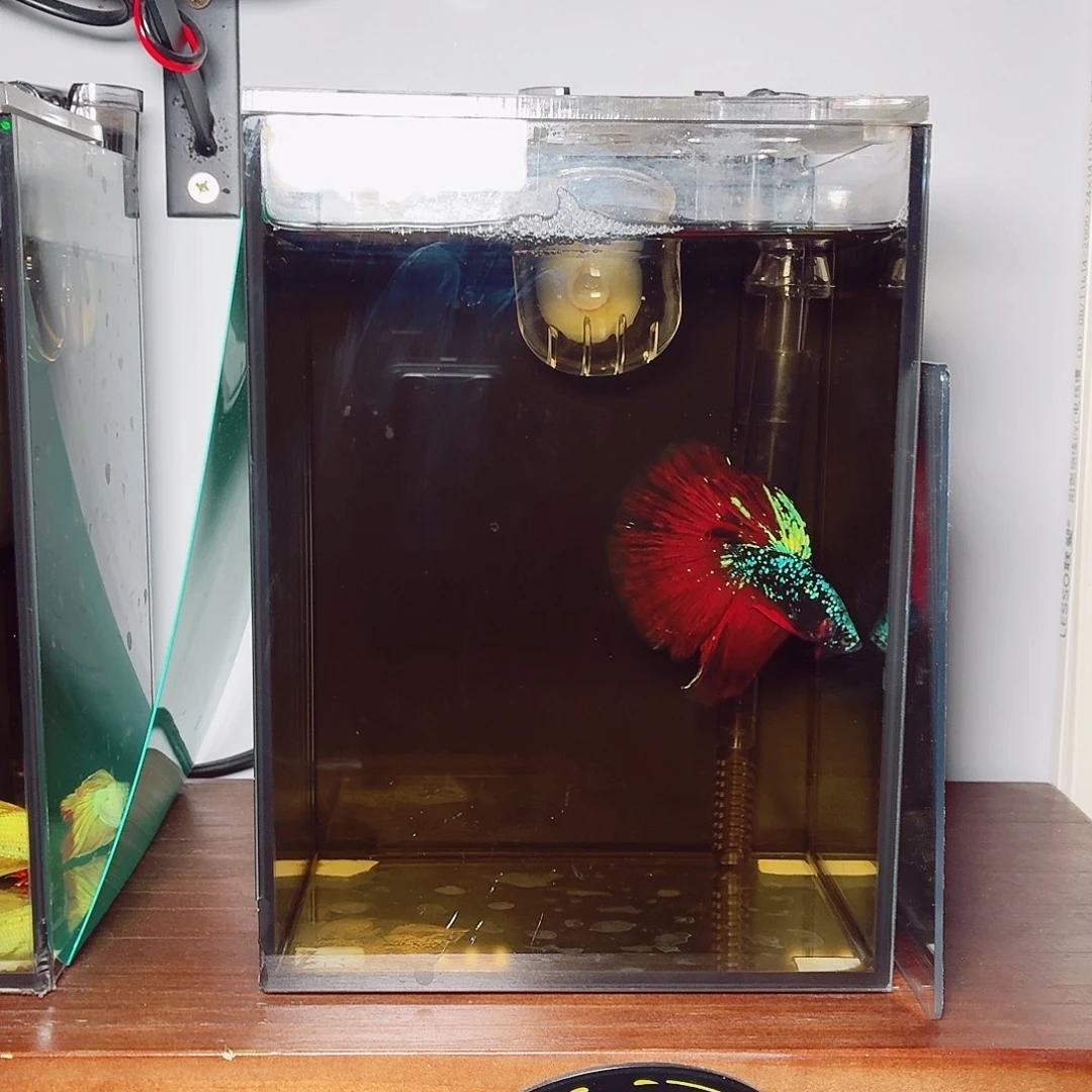 斗鱼暗黑地狱火半月