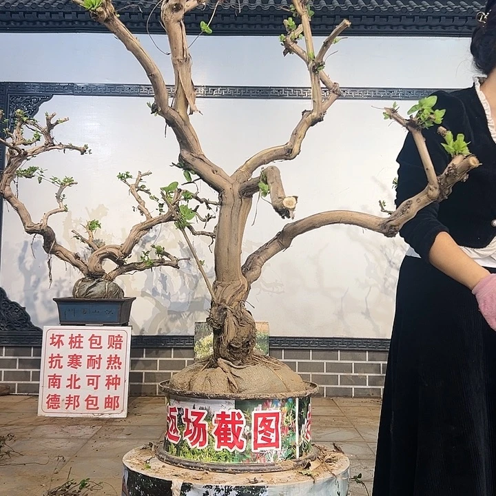 完全开放金银花8888