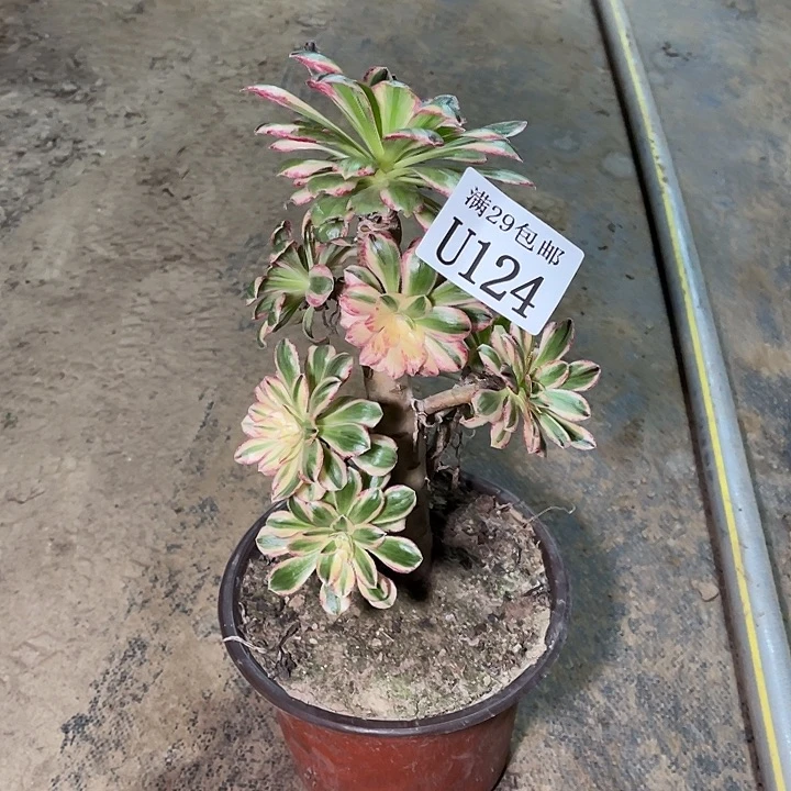 124   V锦锦多肉植物