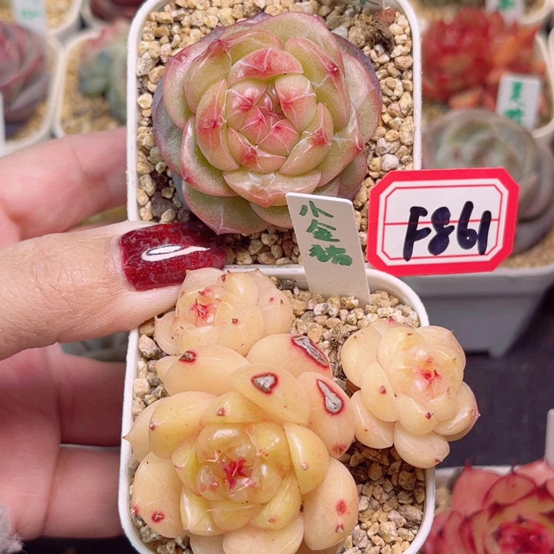 小*嗝F861一物一拍 克林姆林、小金猪