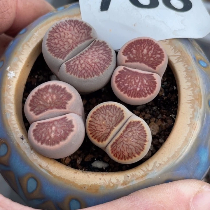 完全开放768岛田红窗菊带盆llll