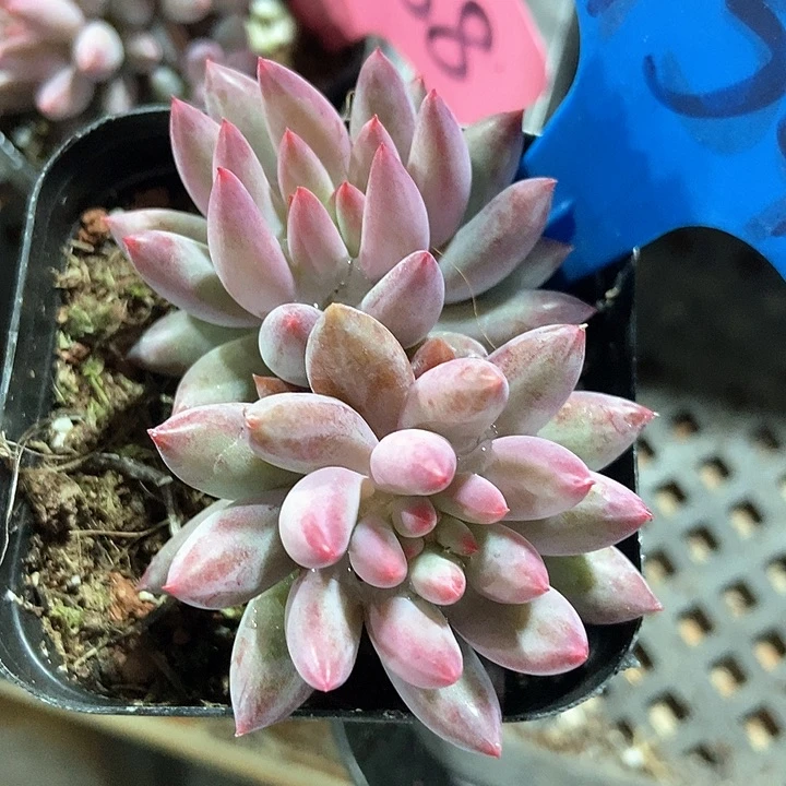 多肉植物虞美人6154