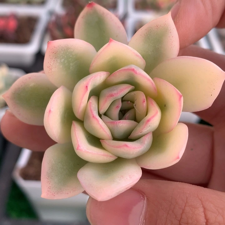 雨燕坐锦，锦哥多肉