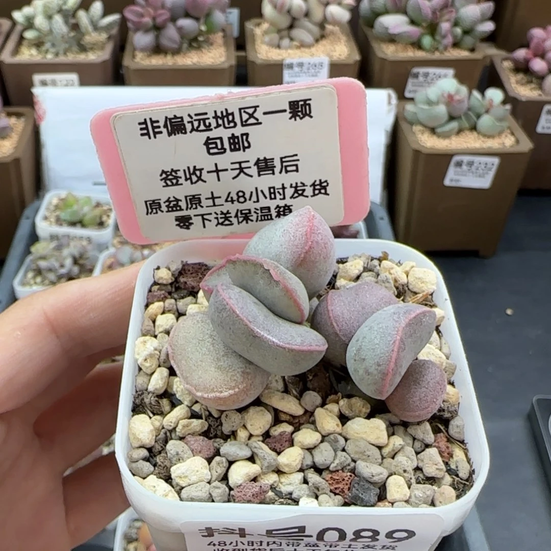 089瑶光多肉植物