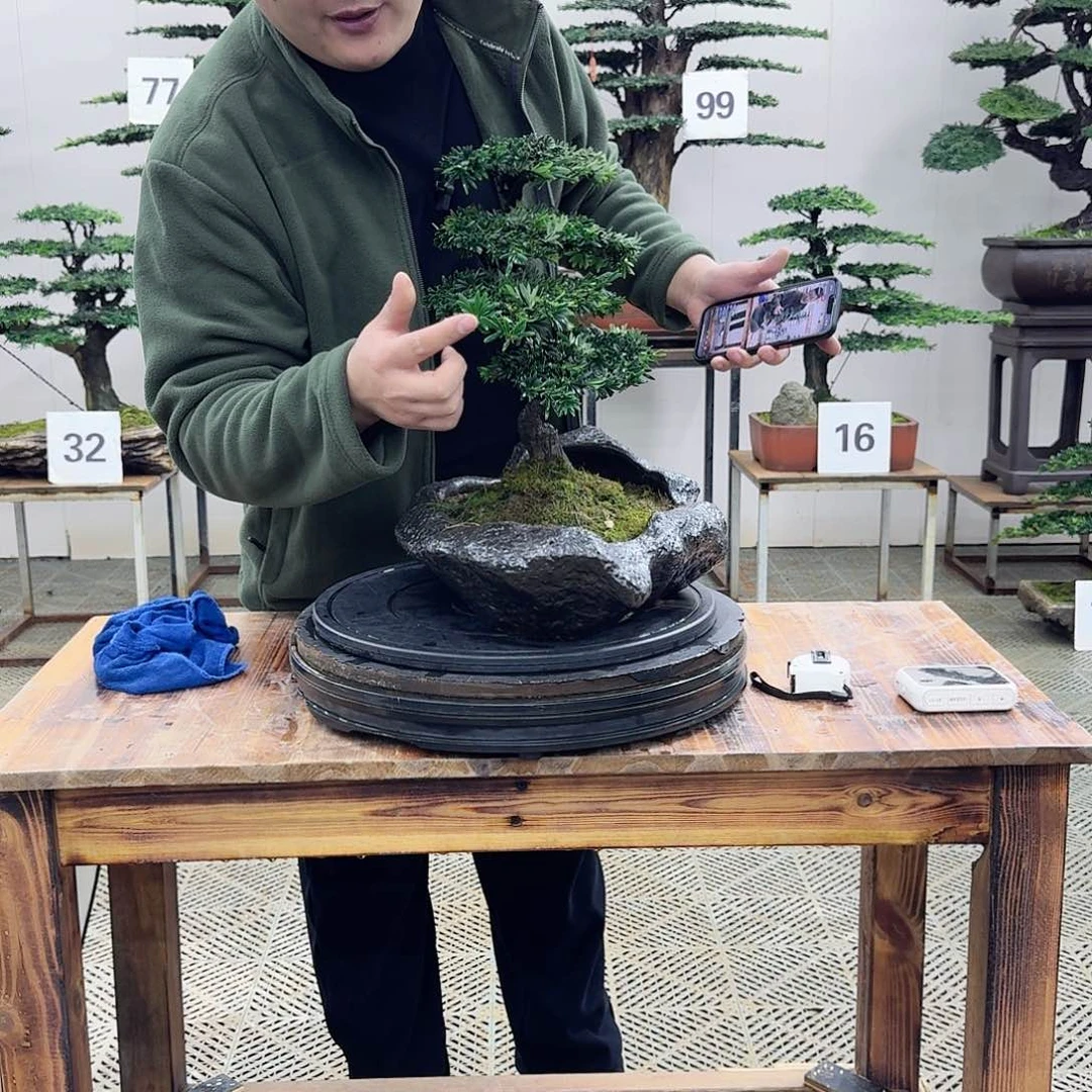 盆景米叶罗汉松盆景