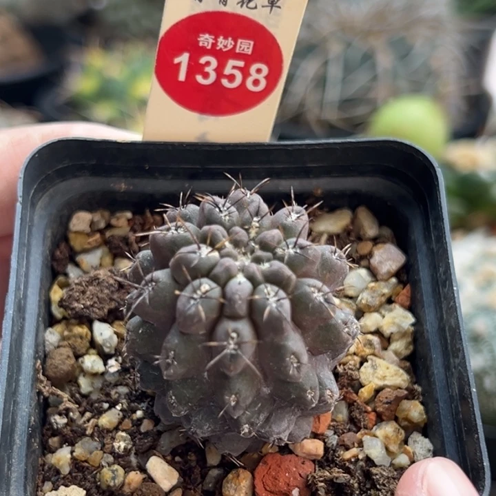 雷头一棵仙人球6688