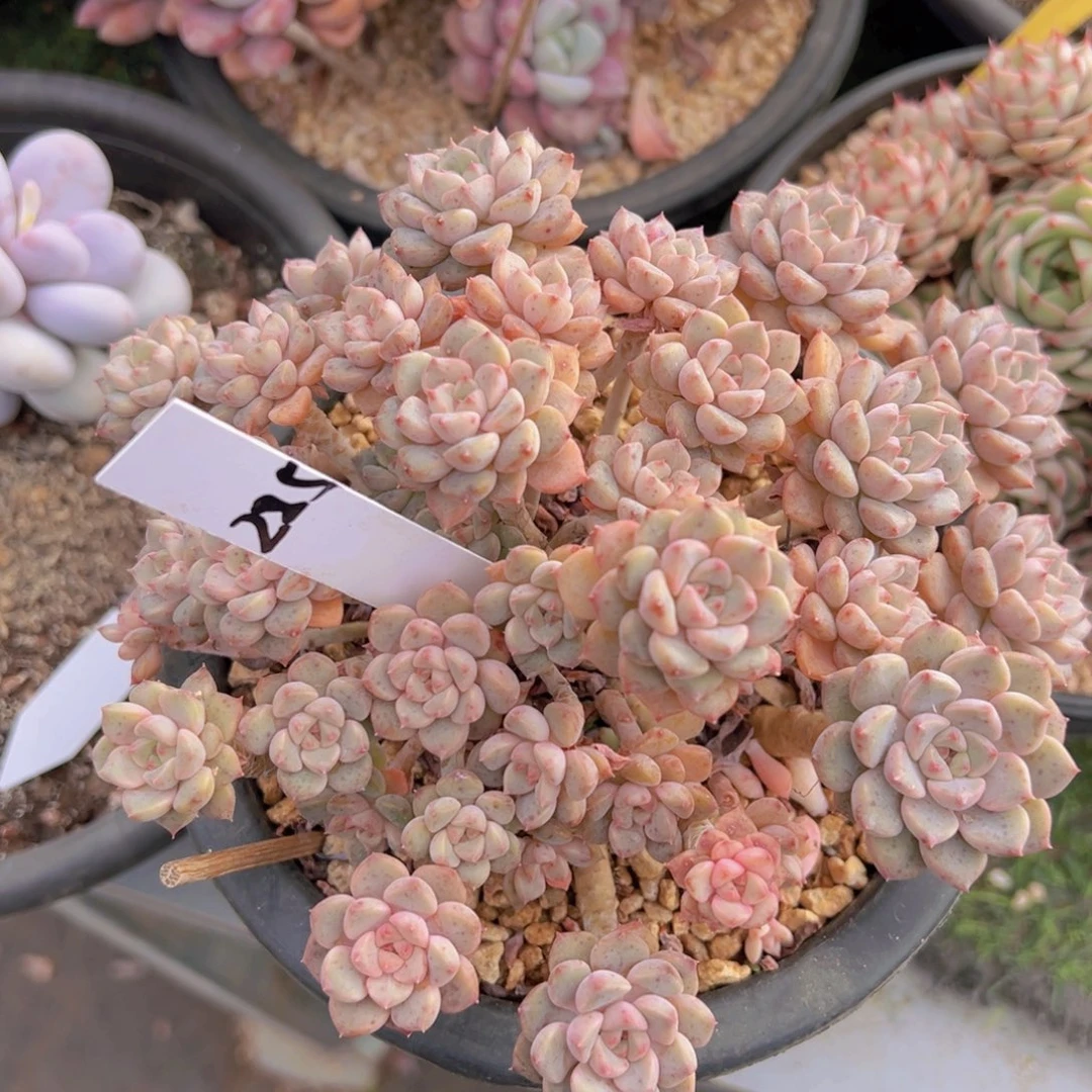 香玉的故事是一个人的故事