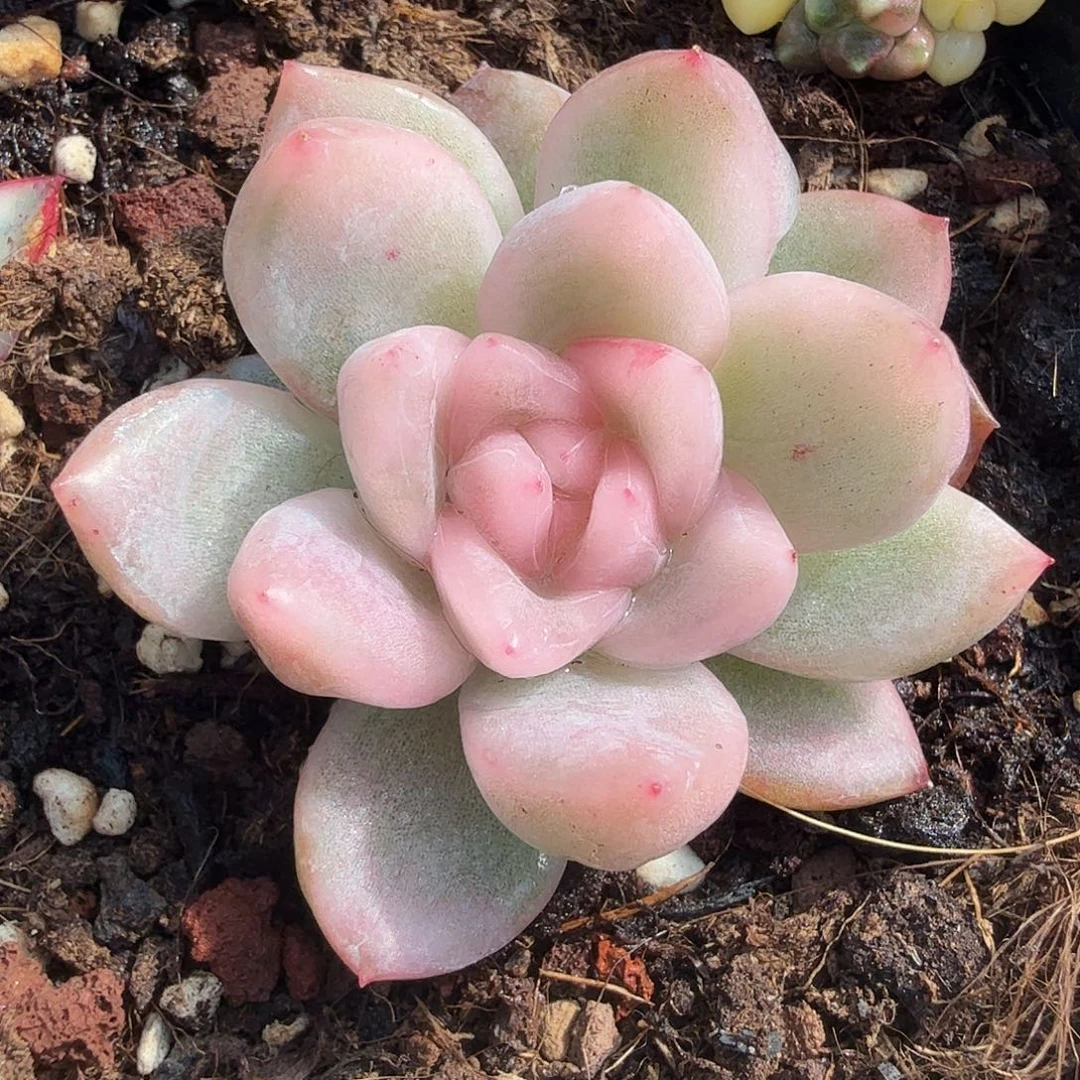 冰月亮锦，多肉植物