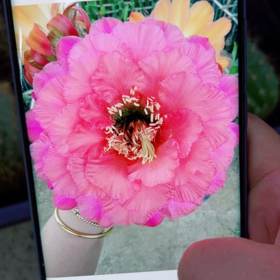 下35毛国色粉橙斑点歪无根侧芽4公分左右20包邮