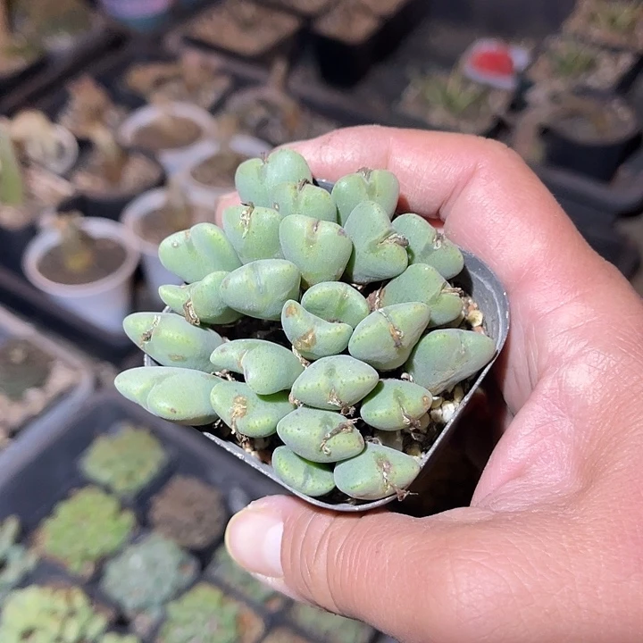 满38包邮2天凑单，脱土晾根发货多肉植物少将