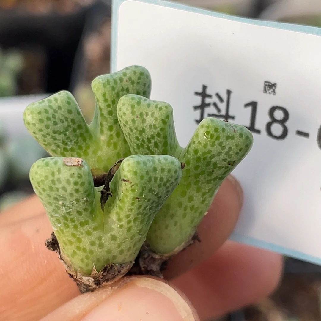 18-6鹿角斑马肉锥