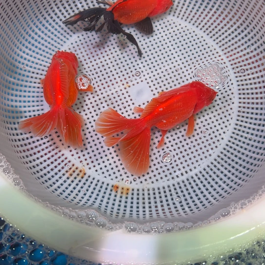 金鱼冷水观赏鱼混搭