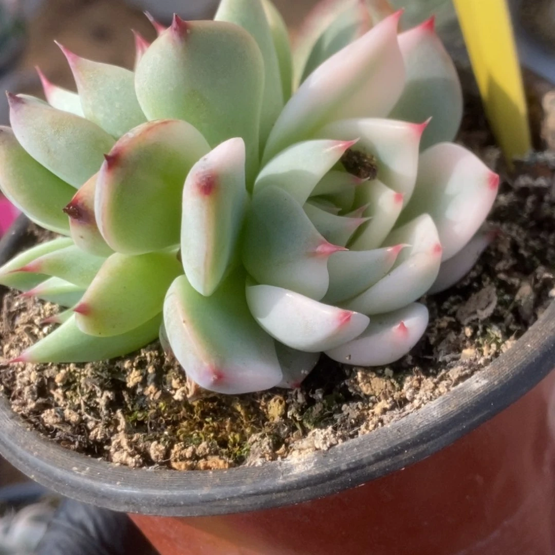 367吉娃娃锦锦锦锦锦锦锦