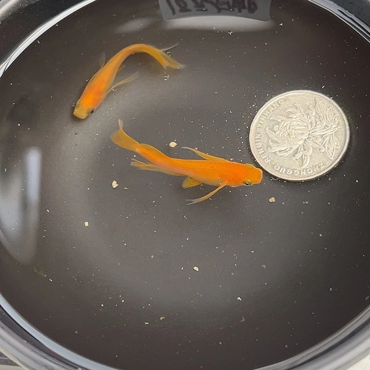 青鳉鱼真长鳍小野红帝2条76号