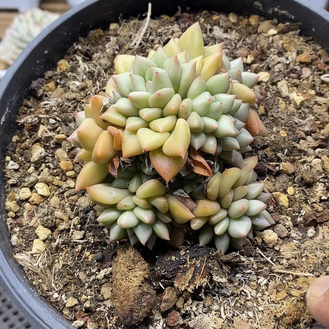 2295 象牙自然群