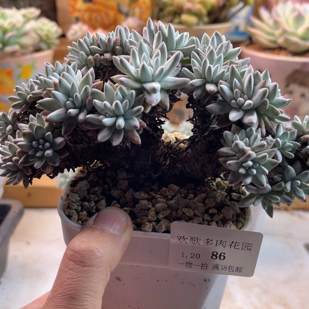 爱****）1.20-86白菊老桩