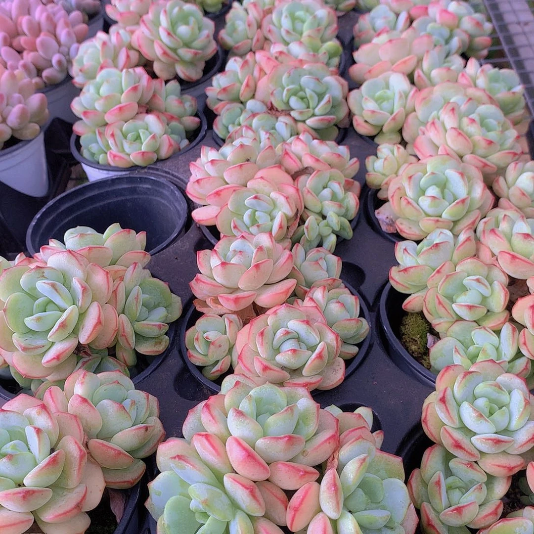 香草碧斯34577899900000