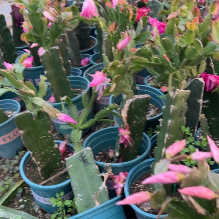 一***安1号083红色花朵0000