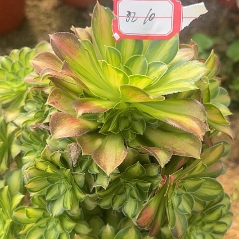 多肉韶华32不包断枝