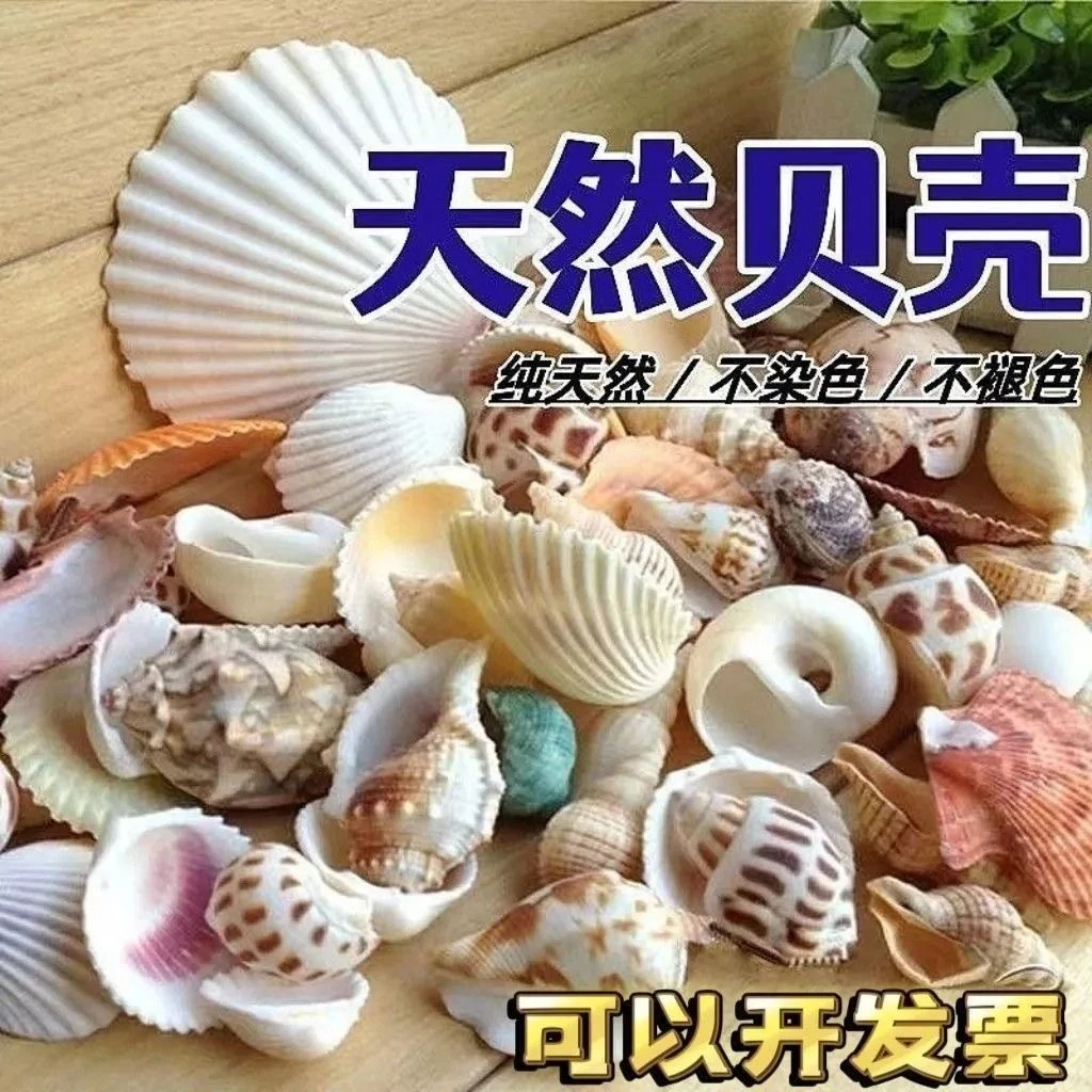 天然海螺贝壳海星鱼缸水族箱造景装饰寄居蟹换壳工艺品收藏小礼物