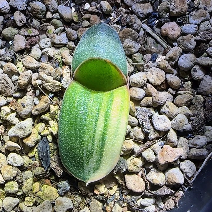 达摩雅乐殿锦叶插苗