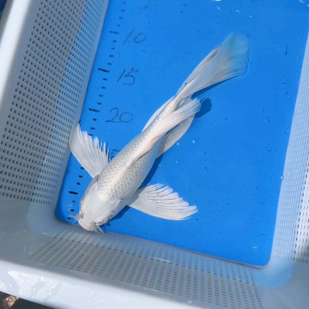 锦鲤锦鲤蝴蝶鲤开箱包活的