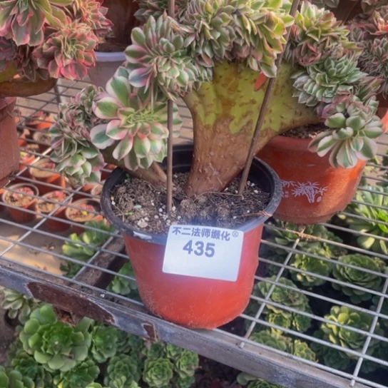 435，多肉法师倾城缀包邮