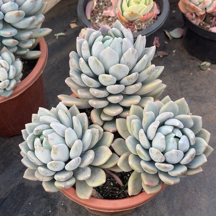 胖美人多肉植物6 3 1