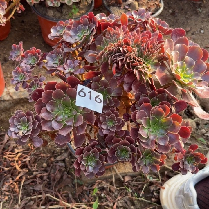 欧紫缀多肉植物不包损616