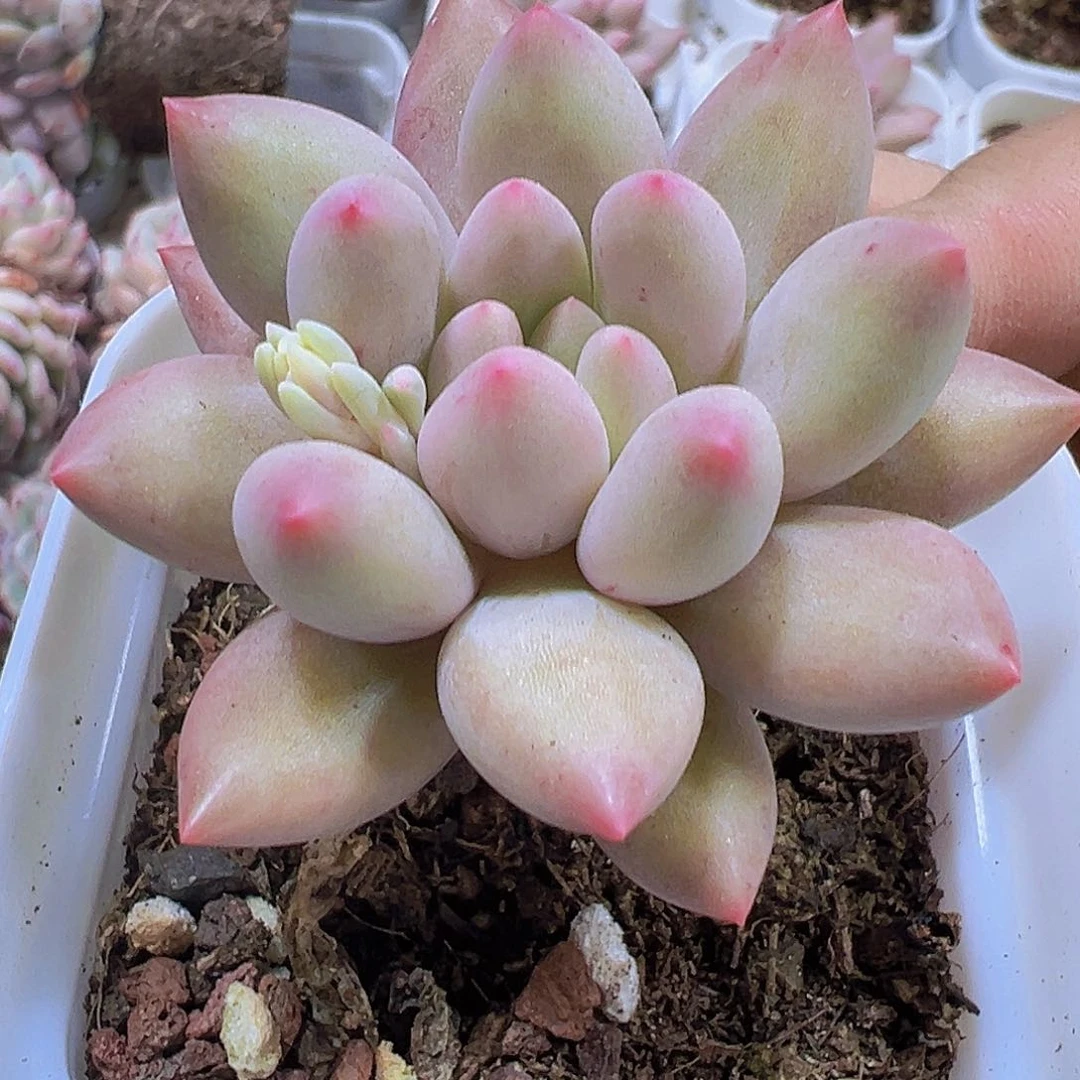 红蜻蜓19包邮植物