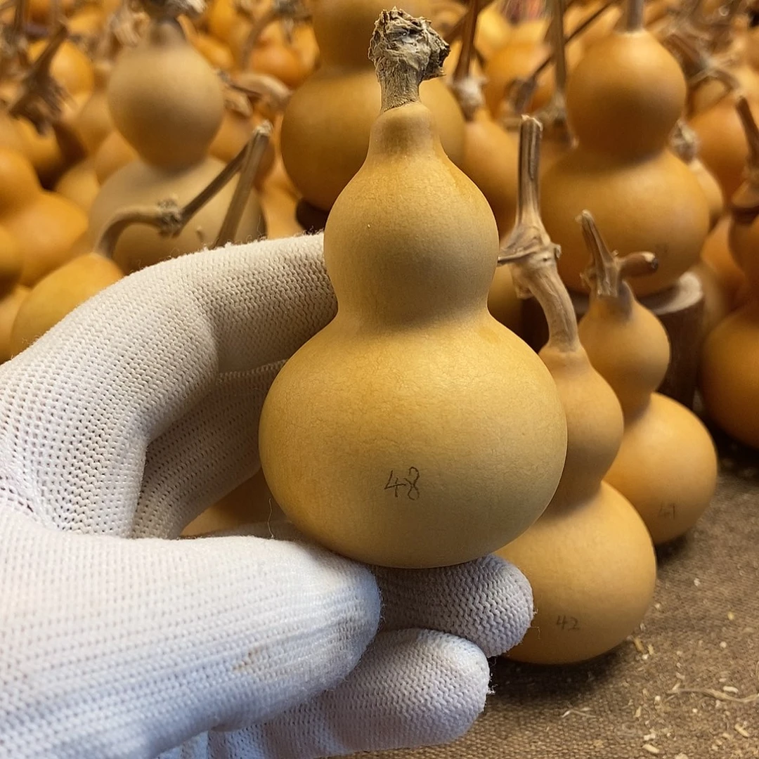 文玩葫芦 完美主义者 慎拍48