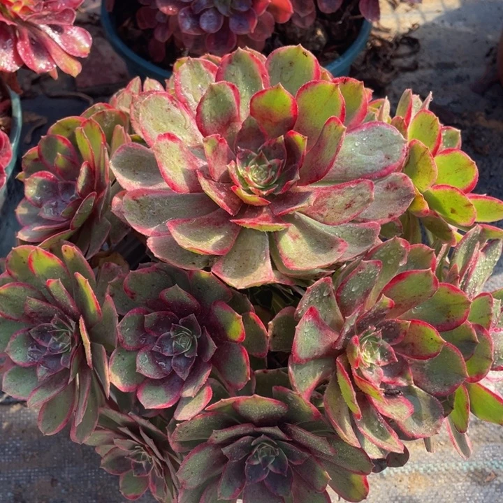 794粉花妖精品法师多肉